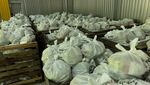 Kesibukan Para Relawan Mengemas Makanan untuk Pengungsi Ukraina