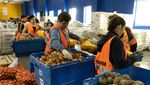 Kesibukan Para Relawan Mengemas Makanan untuk Pengungsi Ukraina
