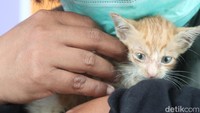 Kawan Kusmiati adalah kucing yang berkeliaran di sekitar lingkungan rumahnya. Ia kemudian memanggil kucing-kucing tersebut sembari menggenggam botol air mineral berisikan makanan kucing. 