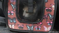 Mendengar Bu Menon berteriak, kucing-kucing liar langsung mendekat dengan tingkah manjanya. Bu Menon lantas segera membuka botol yang dibawanya dan memberikan makanan kepada kawan-kawannya itu.