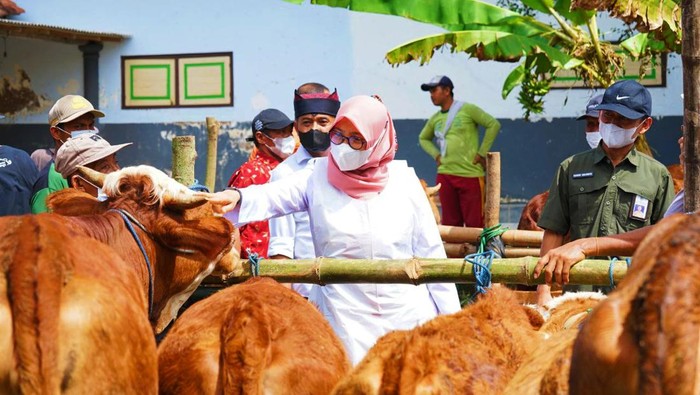 Bupati Ipuk terus memantau kesehatan hewan ternak
