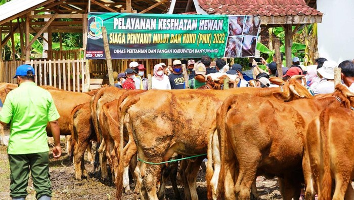 Bupati Ipuk terus memantau kesehatan hewan ternak