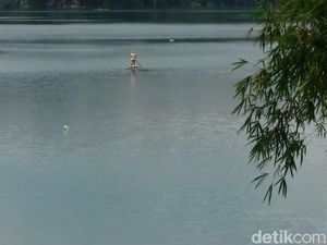 Viral Ikan Raksasa Muncul di Ranu Pakis Lumajang, Penunggu Danau?