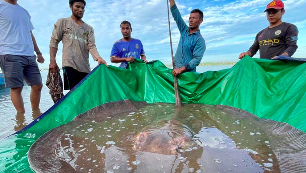 Ikan Pari Raksasa yang Misterius Ditangkap, Panjangnya 4 Meter