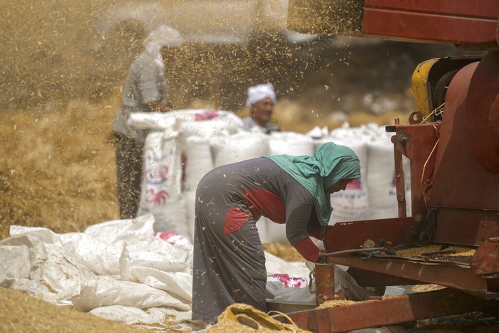 Ini Loh, Lembah Sungai Nil yang Subur Sejak Zaman Firaun A farmer sews sacks of wheat on a farm in the Nile Delta province of al-Sharqia, Egypt, Wednesday, May 11, 2022. Egypt is trying to increase its domestic wheat production as the war in Ukraine has strained international supplies of the grain. Ukraine and Russia account for a third of global wheat and barley exports, which countries in the Middle East and Africa rely on to feed millions of people who subsist on subsidized bread. (AP Photo/Amr Nabil)