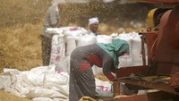 Para petani memanen gandum di lembah Sungai Nil, Mesir, tepatnya di Provinsi Al Sharqia, Rabu (11/5/2022).