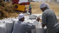 Perang Ukraina-Rusia membuat impor gandum dari kedua negara tersebut mengalami gangguan. Swasembada gandum menjadi salah satu solusinya.