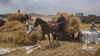 Petani masih menggunakan kuda untuk mengangkut batang tanaman gandum yang sudah dirontokkan.