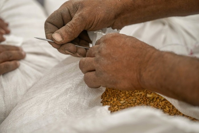 Ini Loh, Lembah Sungai Nil yang Subur Sejak Zaman Firaun A farmer sews sacks of wheat on a farm in the Nile Delta province of al-Sharqia, Egypt, Wednesday, May 11, 2022. Egypt is trying to increase its domestic wheat production as the war in Ukraine has strained international supplies of the grain. Ukraine and Russia account for a third of global wheat and barley exports, which countries in the Middle East and Africa rely on to feed millions of people who subsist on subsidized bread. (AP Photo/Amr Nabil)