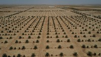 Setidaknya satu badai pasir seminggu telah melanda Irak dalam beberapa minggu terakhir dalam apa yang dikatakan orang Irak sebagai serentetan terburuk dalam ingatan hidup.