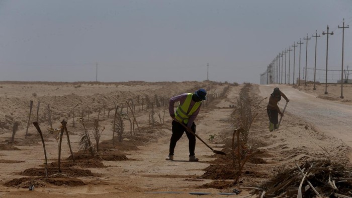 Irak Tanam Puluhan Ribu Pohon untuk Atasi Badai Pasir A worker looks after a tree planted in the