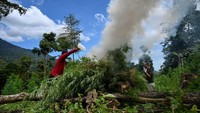 Tanaman ganja yang dimusnahkan tersebut rata-rata berumur tiga bulan yang siap panen.