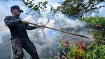 Penampakan 3,5 Hektar Ladang Ganja yang Dimusnahkan di Aceh
