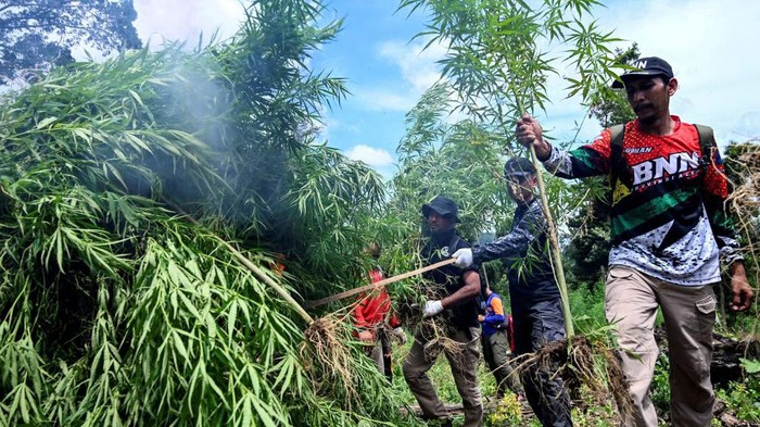 Indonesia's National Narcotics Agency (BNN) officers burn marijuana plants during a raid at a forest line in Lamteuba, Indonesia's Aceh province on May 18, 2022. (Photo by CHAIDEER MAHYUDDIN / AFP) (Photo by CHAIDEER MAHYUDDIN/AFP via Getty Images)