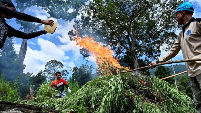 Indonesia's National Narcotics Agency (BNN) officers burn marijuana plants during a raid at a forest line in Lamteuba, Indonesia's Aceh province on May 18, 2022. (Photo by CHAIDEER MAHYUDDIN / AFP) (Photo by CHAIDEER MAHYUDDIN/AFP via Getty Images)