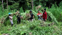 Petugas Badan Narkotika Nasional Provinsi Aceh bersama prajurit TNI dan anggota Polri mencabuti tanaman ganja untuk kemudian dimusnahkan dengan cara dibakar di kawasan Pegununungan Seulawah, Desa Pulo, Kecamatan Seulimum, Kabupaten Aceh Besar, Aceh, Rabu (18/5/2022).