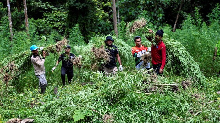 Indonesia's National Narcotics Agency (BNN) officers burn marijuana plants during a raid at a forest line in Lamteuba, Indonesia's Aceh province on May 18, 2022. (Photo by CHAIDEER MAHYUDDIN / AFP) (Photo by CHAIDEER MAHYUDDIN/AFP via Getty Images)