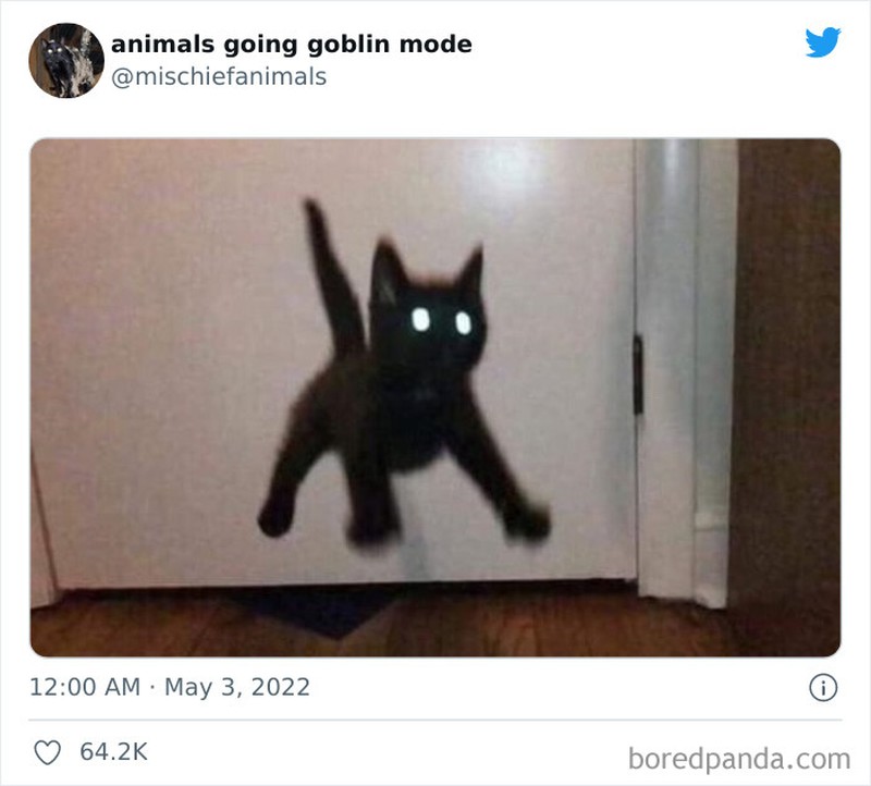 Meme Kucing Anjing Kocak