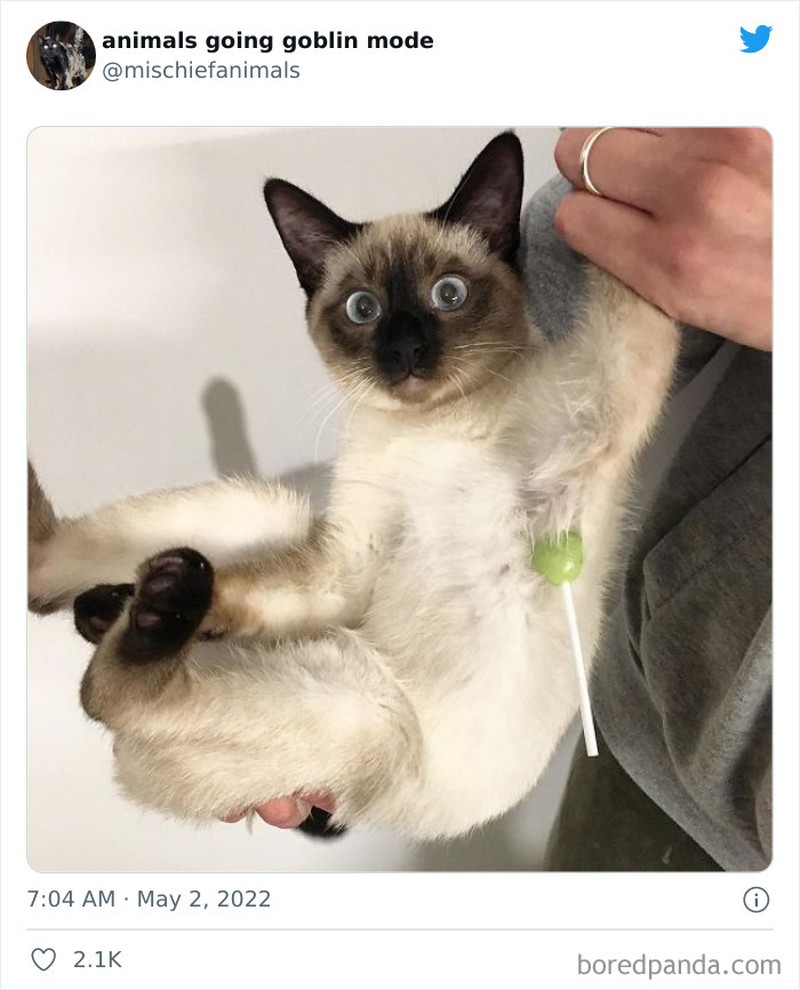 Meme Kucing Anjing Kocak