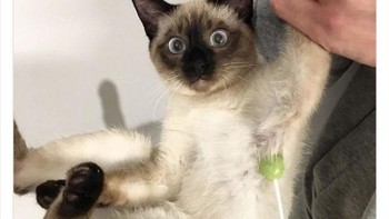 Nggak bisa diam sih, Meng. Jadi nempel kan permennya. Foto: Animals Going Goblin Mode