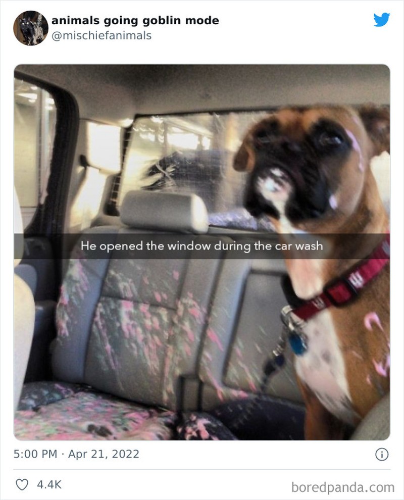 Meme Kucing Anjing Kocak