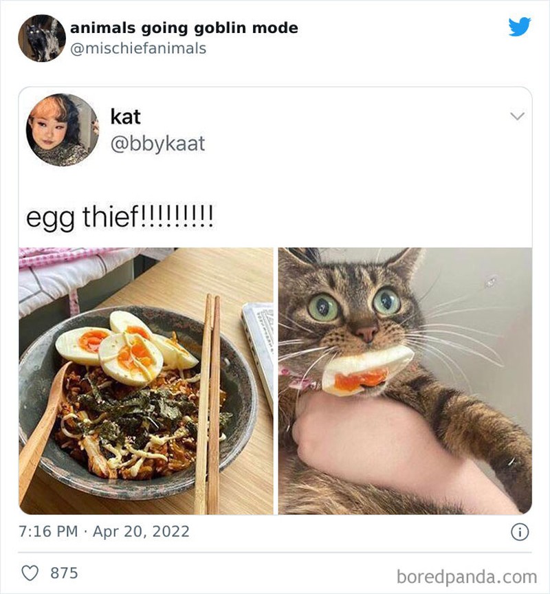 Meme Kucing Anjing Kocak