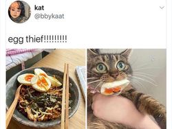 10 Kelakuan Absurd Hewan Peliharaan yang Kocak Banget