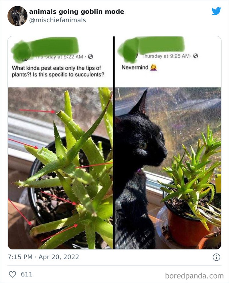 Meme Kucing Anjing Kocak