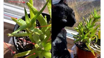 Hama mana yang cuma makan ujung tanaman?! Oh, oke, ternyata kucingku yang memakannya. Foto: Animals Going Goblin Mode