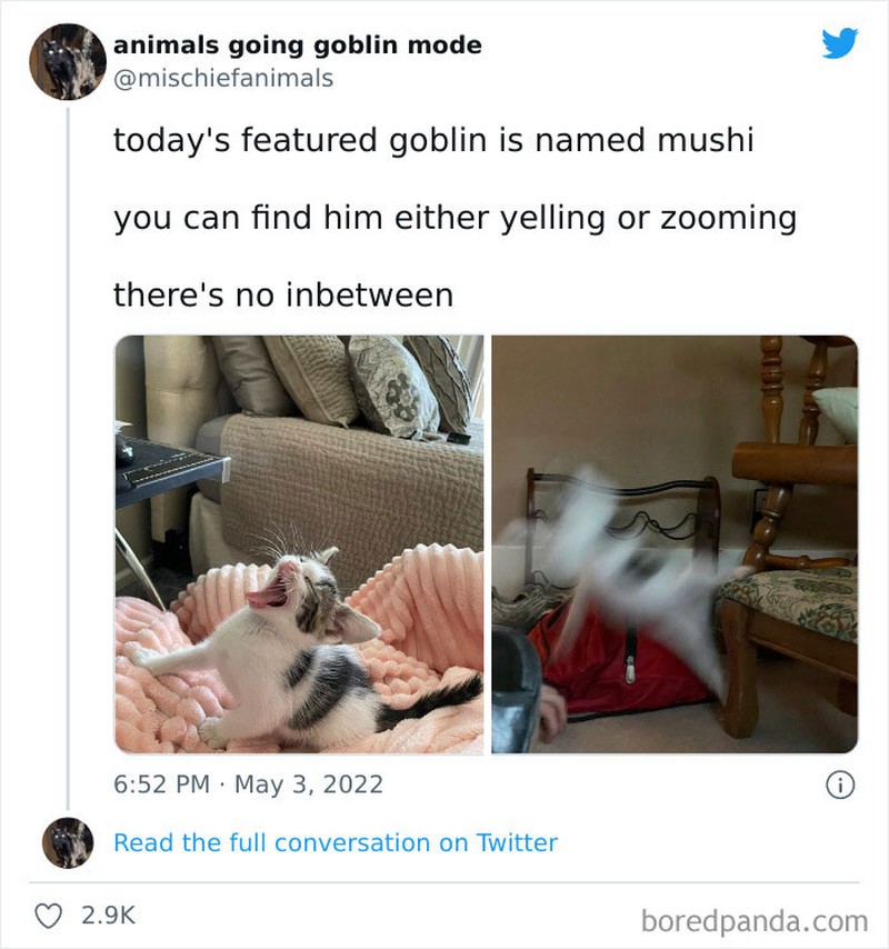 Meme Kucing Anjing Kocak