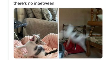 Kalau tidak teriak-teriak ya jumpalitan. Foto: Animals Going Goblin Mode