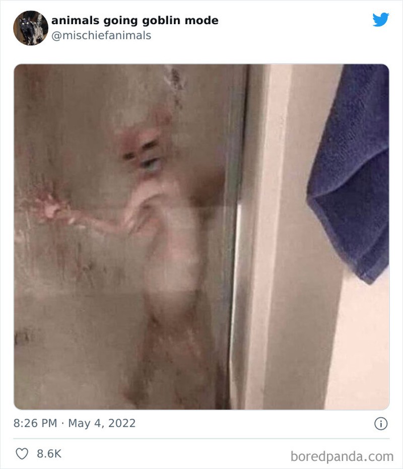 Meme Kucing Anjing Kocak