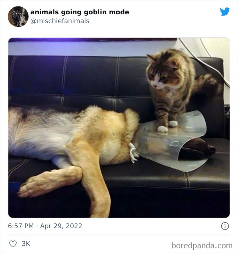 Meme Kucing Anjing Kocak