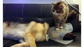 Haduh, Meng, Meng, kenapa diinjak begitu, kan kasihan. Foto: Animals Going Goblin Mode