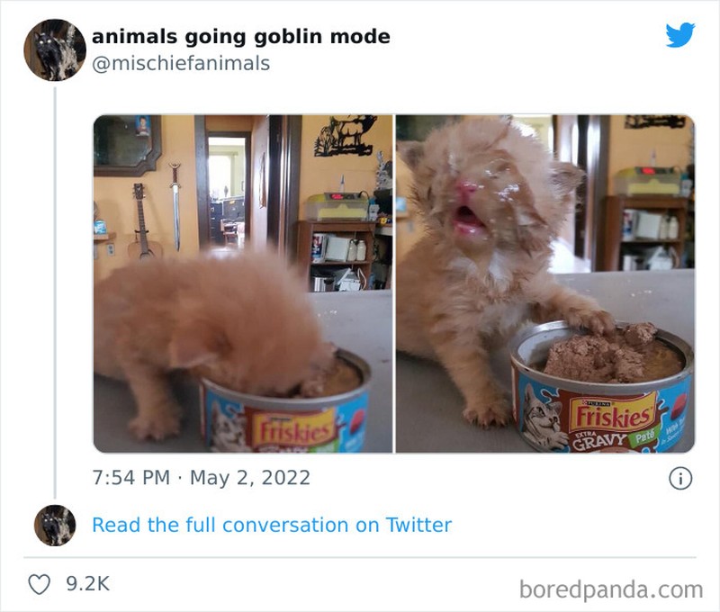 Meme Kucing Anjing Kocak