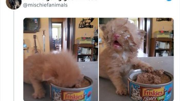 Makannya coba pelan-pelan. Foto: Animals Going Goblin Mode