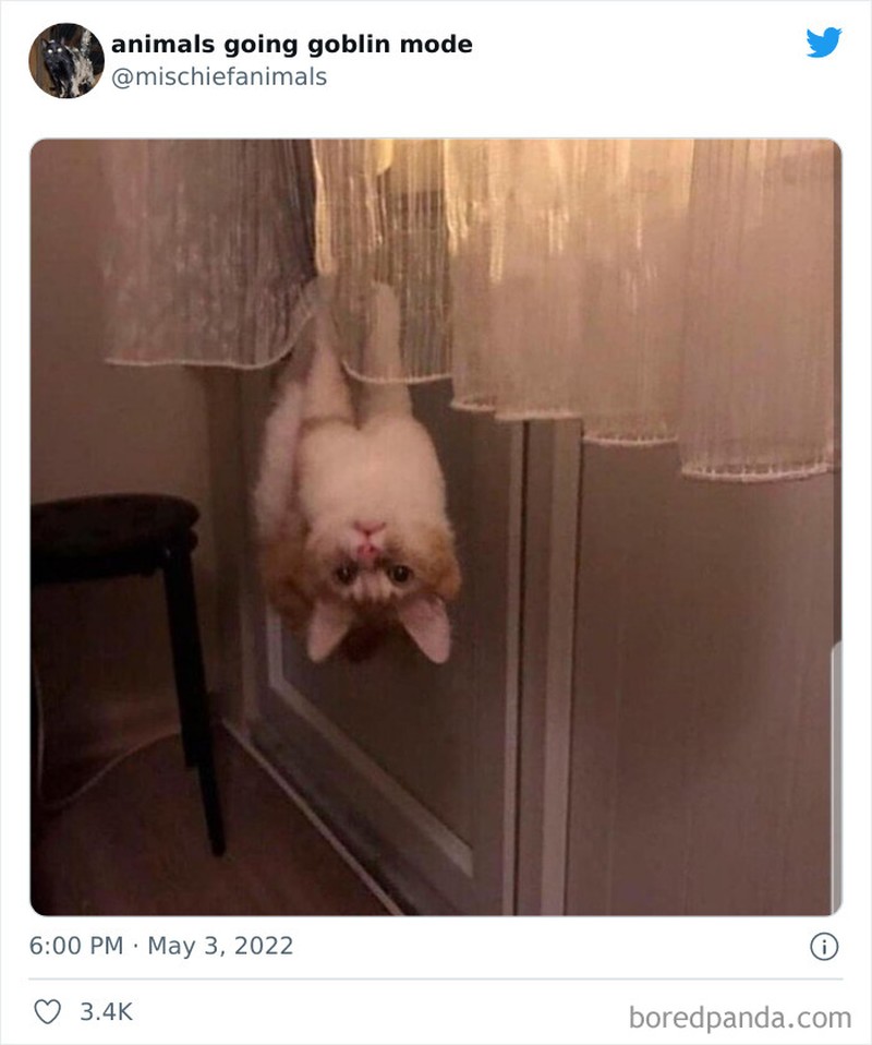 Meme Kucing Anjing Kocak