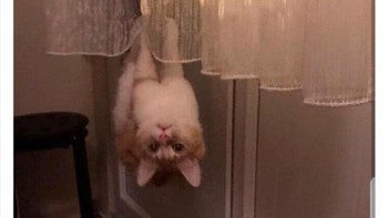 Kucing yang lebih mirip kelelawar. Foto: Animals Going Goblin Mode