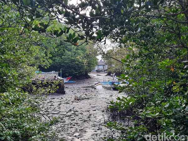 Pemandian ini berada di kawasan Teluk Banyuwedang. Di sekitarnya kamu dapat melihat hutan mangrove. Foto: Putu Intan/detikcom
