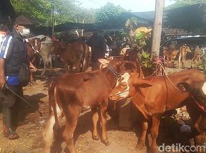 79 Sapi di Pasuruan Terjangkit PMK, Warga Diminta Jangan Panic Selling