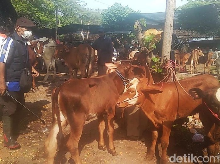 kandang sapi