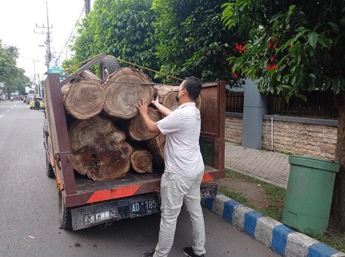 Dua Pelaku Illegal Logging Kayu Sono Diamankan