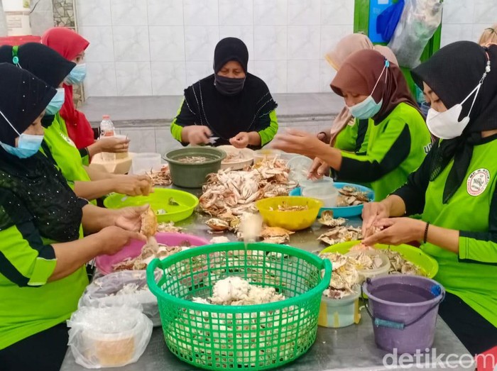 proses pengupasan daging rajungan