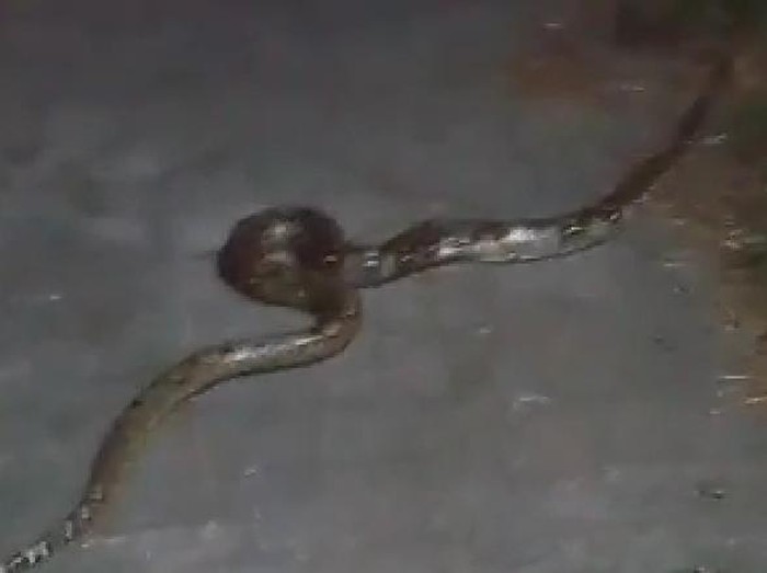 Ular piton menyeberang di Jembatan Dlimas, Ceper, Klaten, Rabu (18/5/2022) malam.