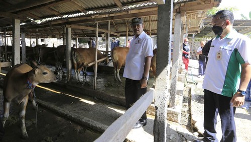 Wakil Bupati Klungkung I Made Kasta bersama Kepala Dinas Pertanian Klungkung Ida Bagus Juanida mengunjungi Kelompok ternak Satwa Winangun di Desa Tangkas, Klungkung, Rabu (18/5/2022).
