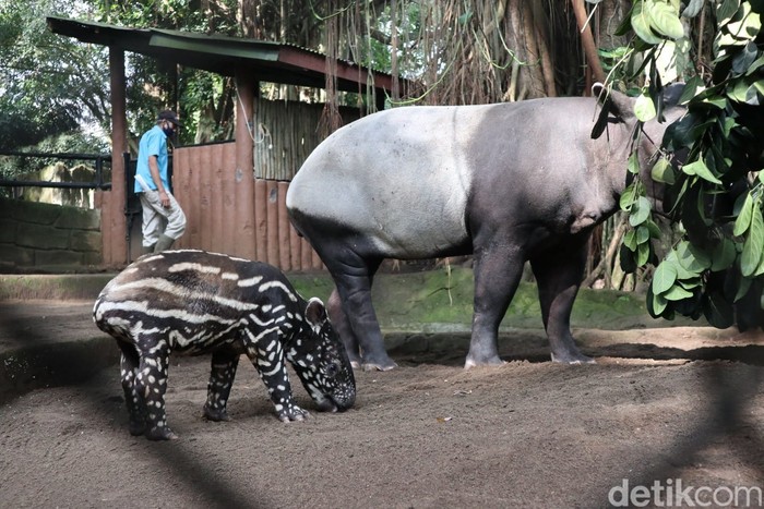 Anak tapir di Bandung Zoo.