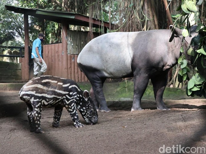 Anak tapir di Bandung Zoo.