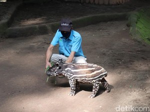 Bandung Zoo Cari Bapak Angkat untuk Anak Tapir, Berminat?