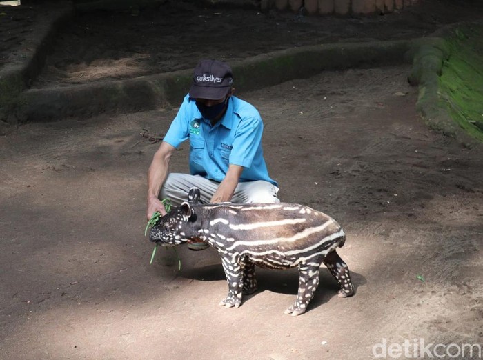 Anak tapir yang lahir di Bandung Zoo