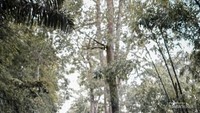 Di sepanjang jalan menuju Pine Hills Lembang